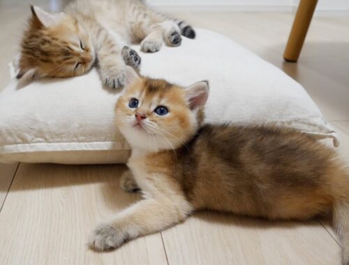 Does this cushion have a capacity for one kitten?