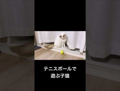 Vlog #106 | おもちゃのテニスボールで遊ぶ子猫 #猫