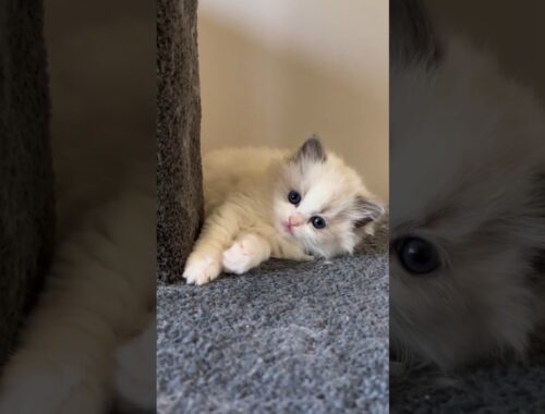 Ragdoll Kitten with Amazing Eyes 🐱 #ragdollcat #cutecats #布偶猫 #catshorts