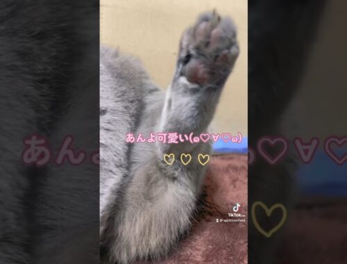 あんよかわいいメイちゃん #japan #kawaii #pets #cat #chartreux #シャルトリュー #ねこ #猫 #にゃんこ