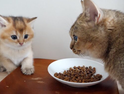 Kitten Mocha admires how well Mum eats...