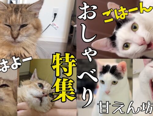 【日本語をしゃべる猫】甘えるために沢山おしゃべりするエンパチ君のおしゃべり特集。なーさんもこんなにしゃべってました！