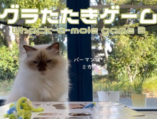 バーマン猫ミカ【モグラたたきゲーム３】Whack-a-mole game 3（バーマン猫）Birman/Cat