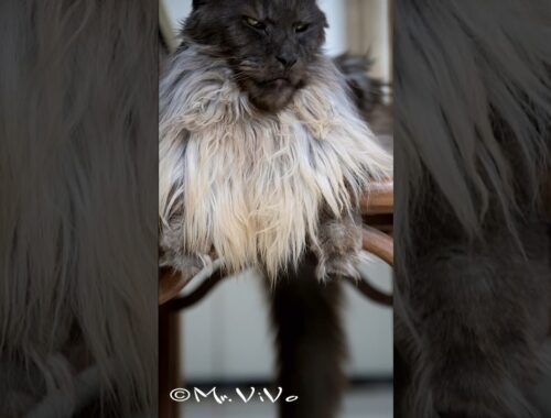 The King of all Maine Coons. #mrvivo