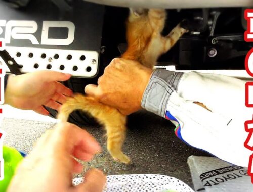【緊急保護】車に入り込んだ野良子猫､３時間かけ救出