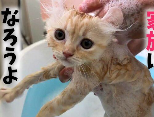 初めて母に会う子猫が風呂に入ってから行ったら予想外の展開にｗ