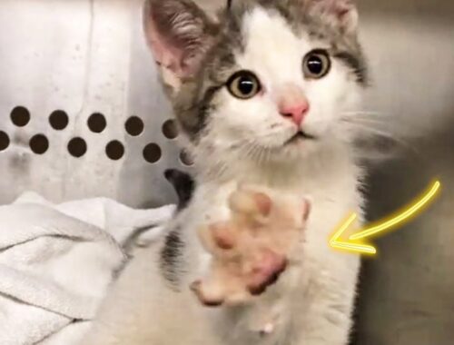 Shelter Kitten Holds Out His Paw Every Time Someone Walks Past Cage, Hoping For Attention