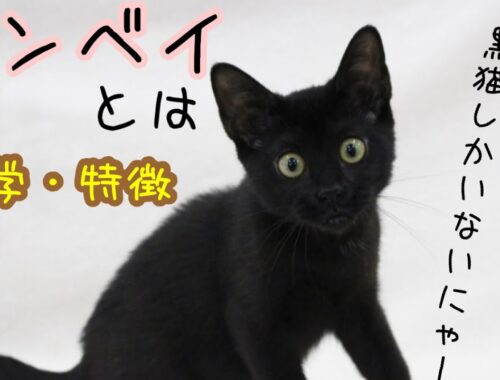 【猫】ボンベイとは【雑学・特徴】