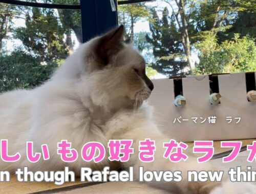 バーマン猫ラフ【新しいもの好きなラフが？】Even though Rafael loves new things?（バーマン猫）Birman/Cat