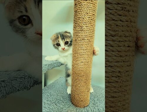 Top 5 Most Playful Cat Breeds 🐈