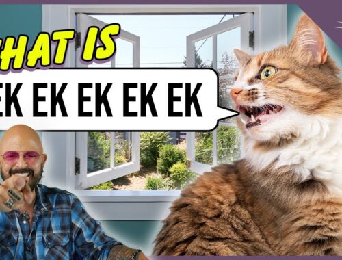 Cat Daddy Dictionary: What is Cat Chattering?