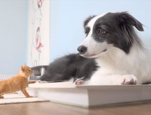 Tiny Rescued Kitten With Separation Anxiety Cannot Sleep Without Border Collie