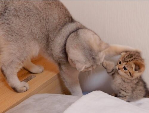 The kitten that punches its big brother and gets punched back is so cute