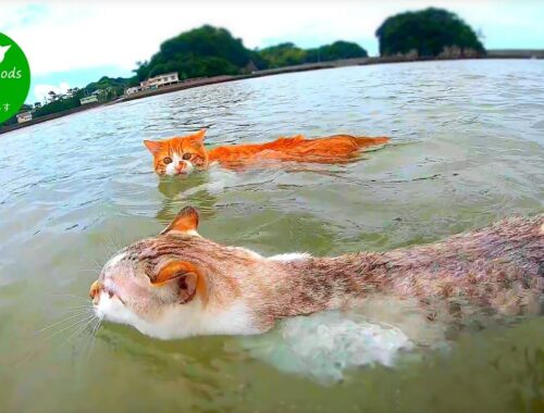 【水中映像あり！】３匹仲良く泳ぐ猫