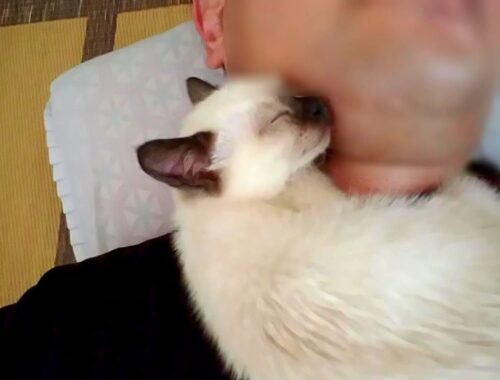 寝ぼけながら首から顔に移動して来るシャム子猫🤗