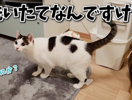 トイレ後の猫、洗ったばっかりのカーペットで前脚を拭くの何とかなりませんか？
