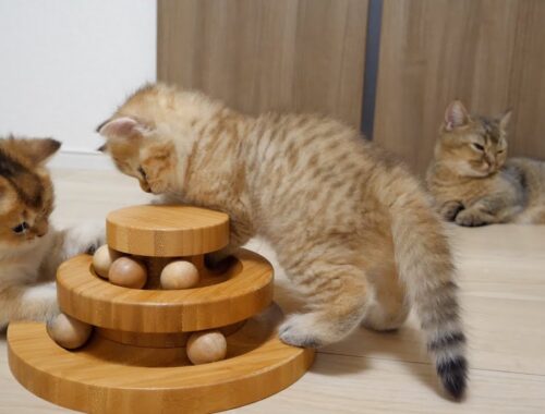 Kittens play with toys that have been played with for generations