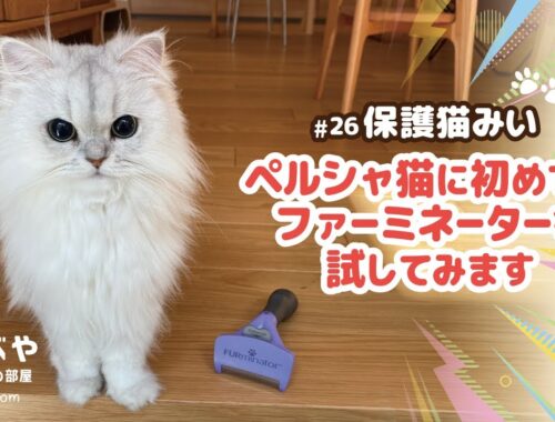 【ファーミネーター】保護猫みい｜ペルシャ猫に初めてのファーミネーターを試してみます#26