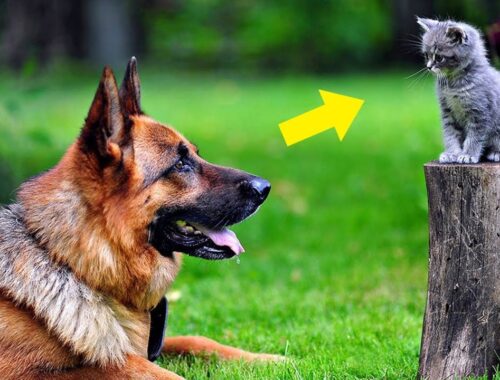 Kitten Was Dropped Off To Sheepdog  What The Dog Did Shocked Everyone!
