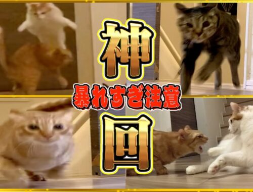 【完全密着版】日本一の運動神経を持つ猫たちを24時間観察したら本気出してきた…。