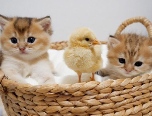 Kittens and a tiny chick are chatting in their basket