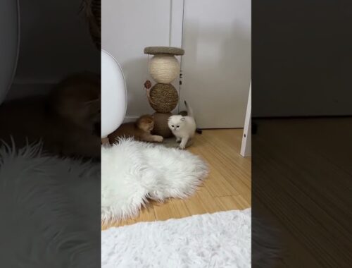 Beautiful white and brown cats are playing in a room