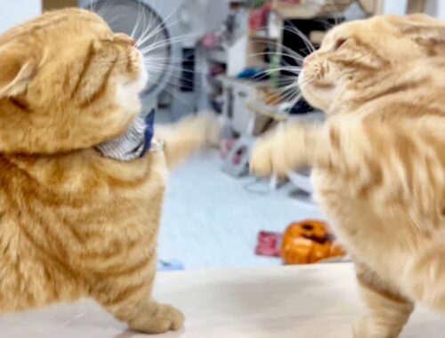 マンチカン同士のパンチ合戦...その時ねこもふ家最強猫クロくんが動いた！ #猫 #マンチカン