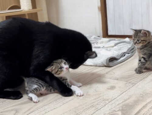 生後30日 先住猫の激しい愛に戸惑う子猫【山菜兄妹#29】Kittens perplexed by the fierce love of their predecessor cat.