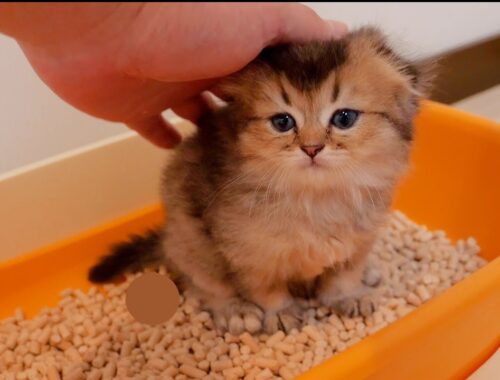 A kitten that successfully goes to the toilet for the first time will loudly call for its owner.