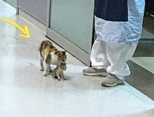 Stray Cat Brought a Dying Kitten To Vet. What Happened Next Was Unbelievable!