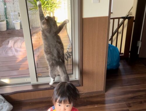 垂直跳び1cmの猫　ノルウェージャンフォレストキャット　Cat with no jumping ability