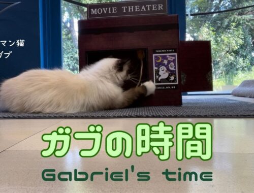 バーマン猫ガブとミカとウリ【ガブの時間】Gabriel's time（バーマン猫）Birman/Cat