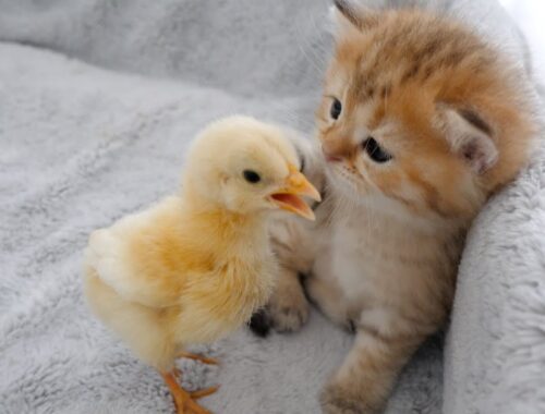 If the kittens are lazy, the chicks will come!