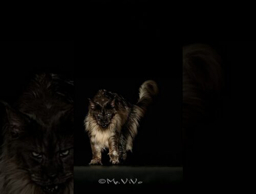I’m coming. #mainecoon #cat #mrvivo