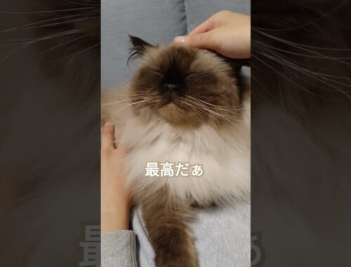 【ヒマラヤン】最高に幸せそうな猫【甘えん坊】