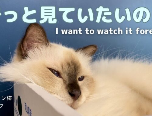 バーマン猫ラフとミカ【ずっと見ていたいのに】I want to watch it forever（バーマン猫）Birman/Cat
