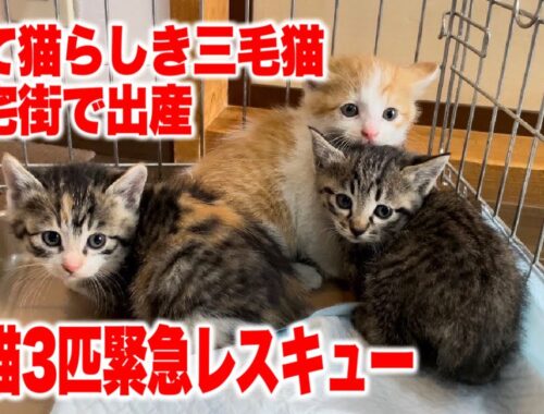 捨て猫らしき三毛猫が子育てをしていると通報があり、緊急子猫レスキュー