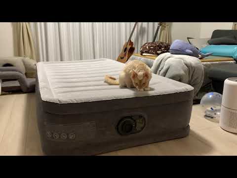 デボンレックス兄はエアベッドに興味津々です(Devon Rex cat interested in an air bed)