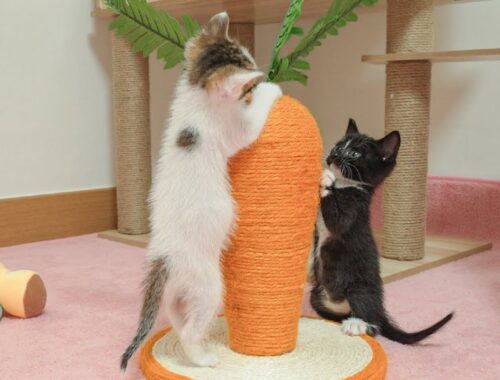 Two Kittens Stand Up and Fight To Occupy the Carrot Toy