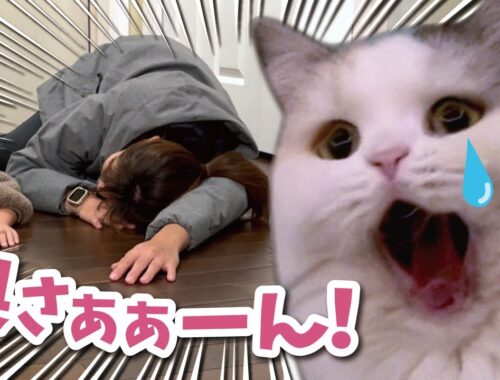 帰ってきたとたん玄関で倒れてしまった奥さんを心配する猫【関西弁でしゃべる猫】【猫アテレコ】