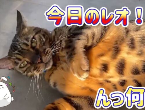 ［猫動画］今日のレオ！！［レオと一緒］ベンガル猫