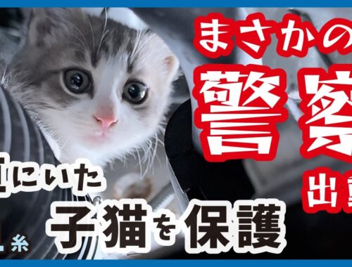 子猫の保護活動をしていたら警察沙汰になり大変なことに…【保護猫・糸1】/cat and police