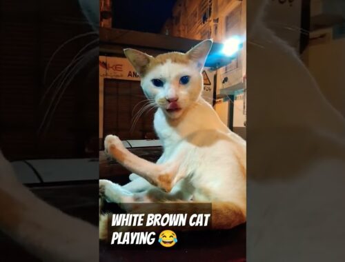 white brown cat playing #shortsviral #catsfunnyvideos #youtubeshorts #animalshorts #petsfunnyvideo