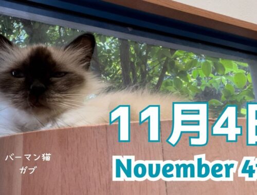 バーマン猫ガブ【11月4日】November 4th（バーマン猫）Birman/Cat