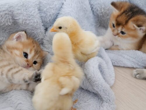 Kittens and chicks who have become friends take a nap, which is too cute!