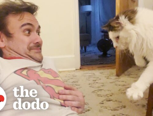 Guy Falls Into "Toxic Love" With His Stalker Foster Cat | The Dodo