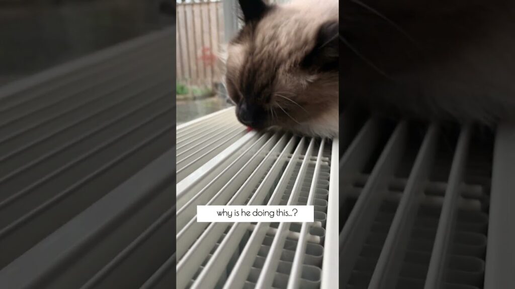 Is THIS Normal Cat Behavior? 🤔 #shorts #cat #ragdolls #funnycats #catbehavior #weirdcat