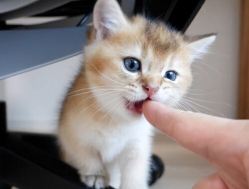 I had my finger gnawed off by Mocha the kitten!