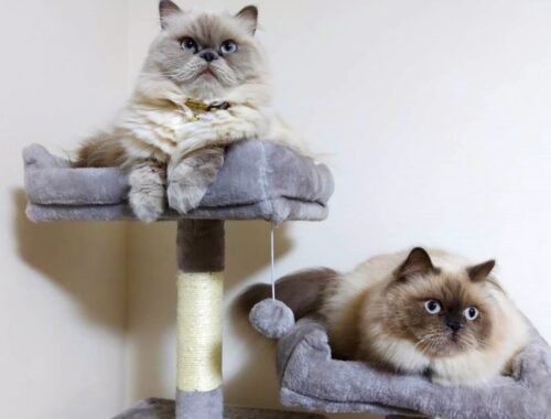 新しいキャットタワーにご満悦の猫たちです！【ヒマラヤン猫】