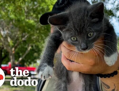 Couple Falls In Love With Kitten They Find At Park | The Dodo